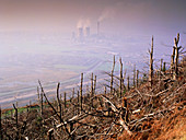 Trees killed by acid rain and other pollution