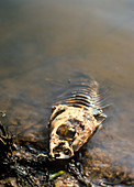 Fish killed by water pollution