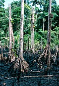 Oil spilled by Texaco in rainforest,Ecuador
