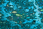 Close-up of oil pollution on a road