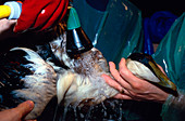 Oiled seabird being cleaned