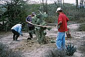 Relocating a rare cactus