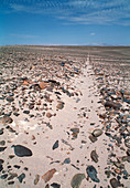 Nazca line