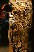 Inca mummy research,Peru