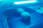 Pompeii skull under UV light