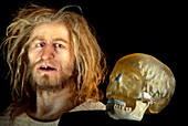 Model and skull cast of Klaus Stortebeker