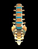 Lumbar spine and sacrum,computer artwork