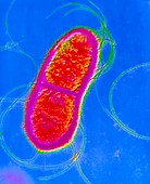 Serratia sp. bacterium dividing