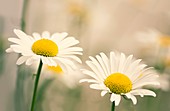 Shasta daisy (Leucanthemum 'Filigran')
