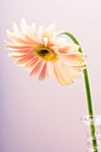 Transvaal daisy (Gerbera jamesonii)