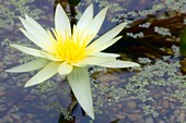 Yellow water lily (Nymphaea sp.)