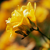 Freesia flowers (Freesia sp.)