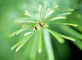 Conifer leaves