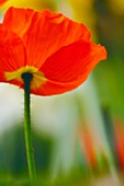 Iceland poppy (Papaver nudicaule)