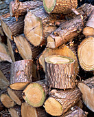 Wood pile