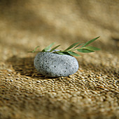 Leaves on a pebble