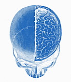 Human skull