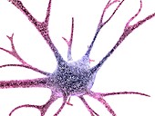 Nerve cell,computer artwork