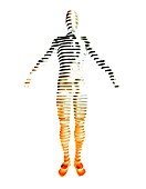 Male body,artwork