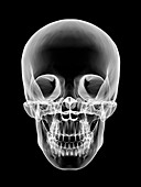 Human skull,X-ray artwork