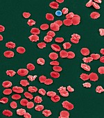 Blood cells,SEM