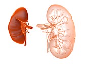 Kidneys,artwork