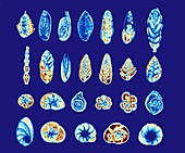 Foraminiferans,light micrograph