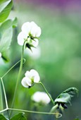 Pea (Pisum sativum) flowers