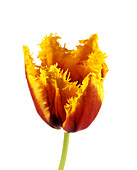 Parrot tulip (Tulipa sp.)