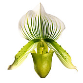 Paphiopedilum orchid (Paphiopedilum sp.)
