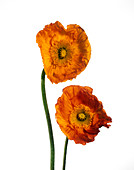 Orange poppy flowers (Papaver sp.)