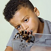 Boy with a tarantula