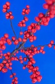 Winterberry (Ilex verticillata)
