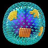 H1N1 flu virus particle,artwork