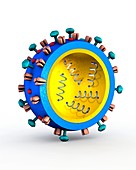 H1N1 flu virus particle,artwork