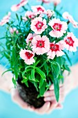 Carnations Dianthus sp