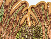 Stomach lining,light micrograph