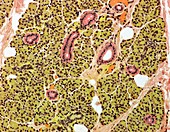 Parotid salivary gland,light micrograph