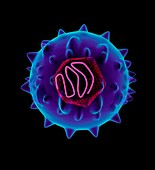Hepatitis C virus,artwork