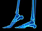 The bones of the feet,comuter artwork