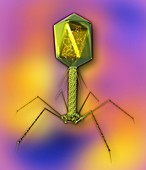 T4 bacteriophage virus,computer artwork