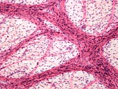 Omentum,light micrograph