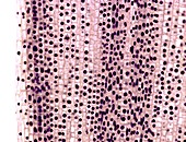 Mitosis,light micrograph