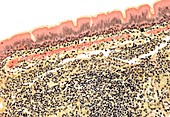 Trachea,light micrograph