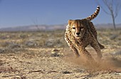 Cheetah running,artwork