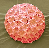 Phlox pollen,SEM