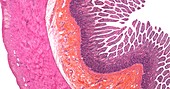 Small intestine,light micrograph