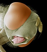 Hoverfly head,SEM