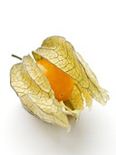 Physalis