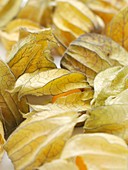 Physalis